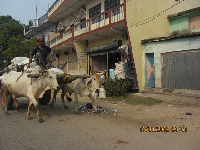 Cattle Driven Carts in City - Nepal - 11-9-2012