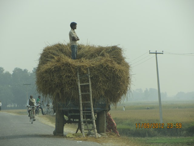 Harvesting in Western Nepal 11-9-2012