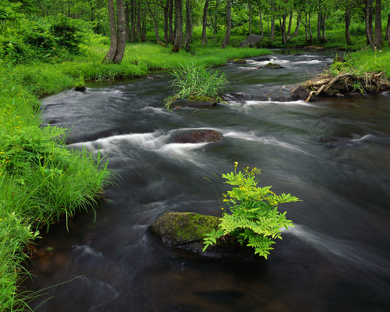 Many streams of water converging into a rapid current